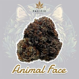 Köp Animal Face – Craft Cannabis online köp online