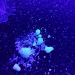 Köp rent bolivianskt kokain | Överlägsen kvalitet till salu