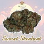 Köp Sunset Sherbert – Hantverkscannabis online