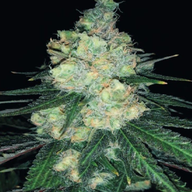 Kaufen Sie Gorilla Cookies Feminized 5 Samen online