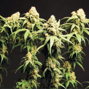 Kaufen Sie Magnum XL Automatic 5 Samen online