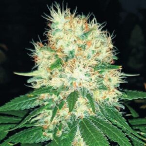 Zkittlez Feminisierte 5 Samen online kaufen